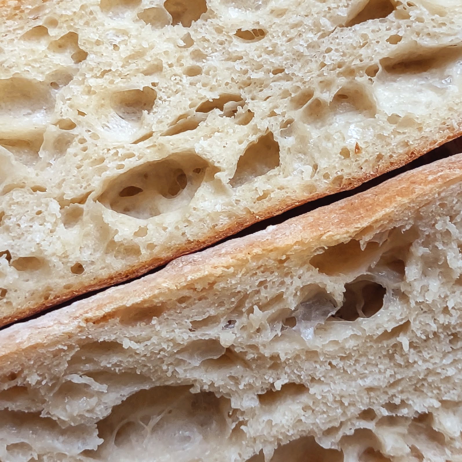 Dough for baguettes rising.
